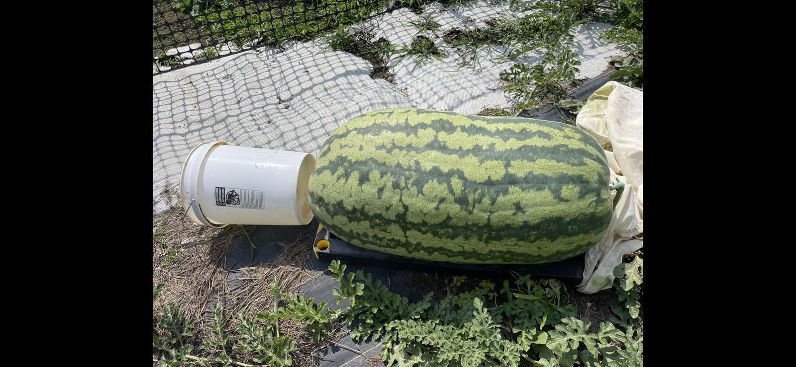222 Lb Giant Watermelon. $25For 5 Seeds. Free Shipping Worldwide!!