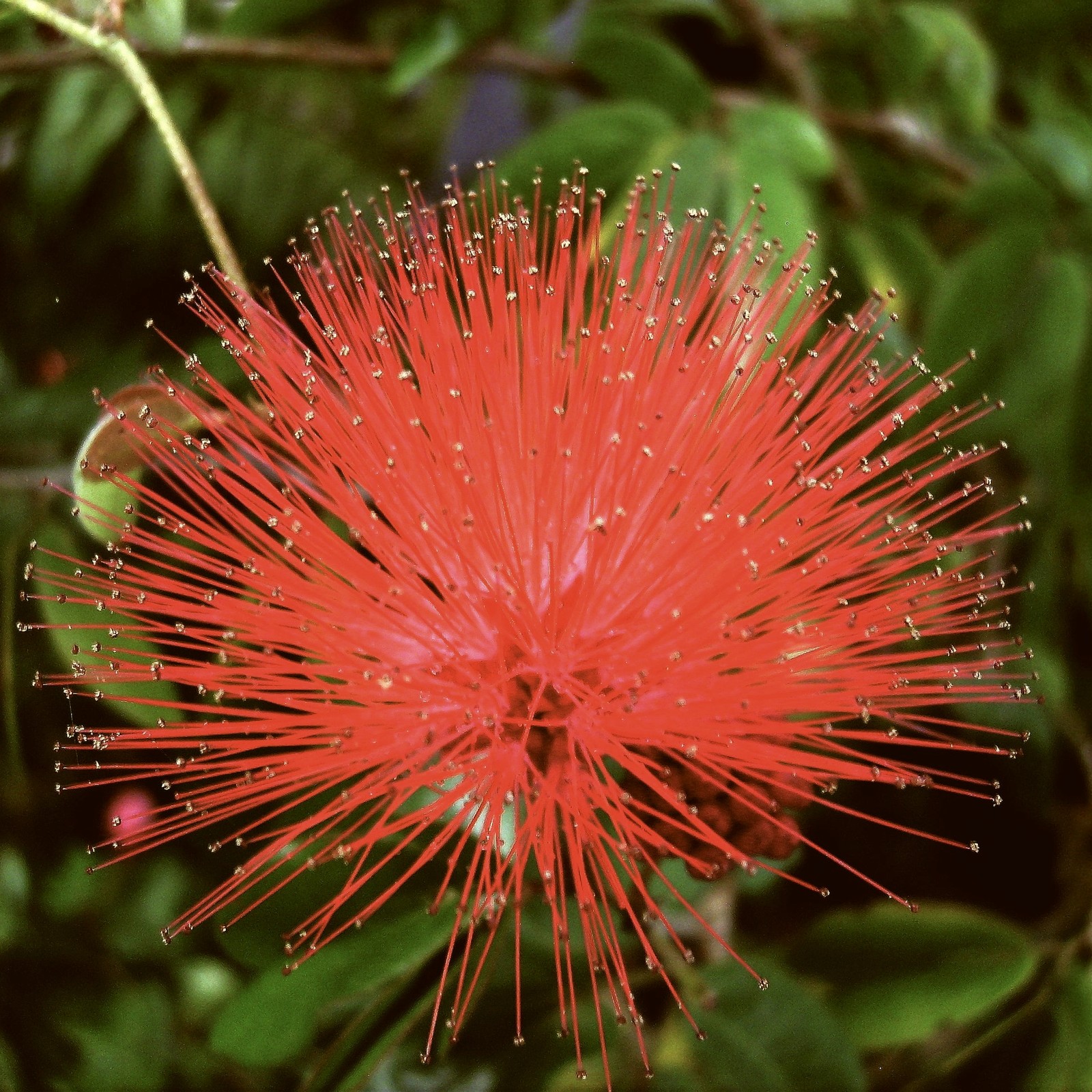 RED DWARF Powder Puff Flowering Shrub Plant Unique Red Bloom Attract Hummingbird