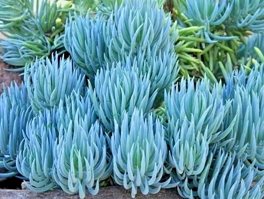 Rare Succulent Blue Chalk Sticks Live Plant Indoor Outdoor Unrooted Cutting 4″