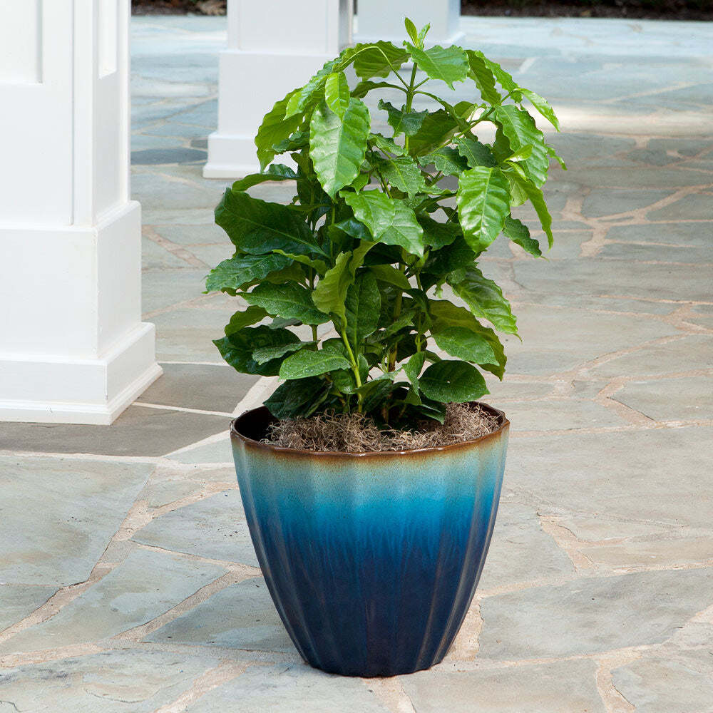 Arabica Coffee Plant Live Tropical Exotic Edible Coffea Arabica 6 Inch Pot