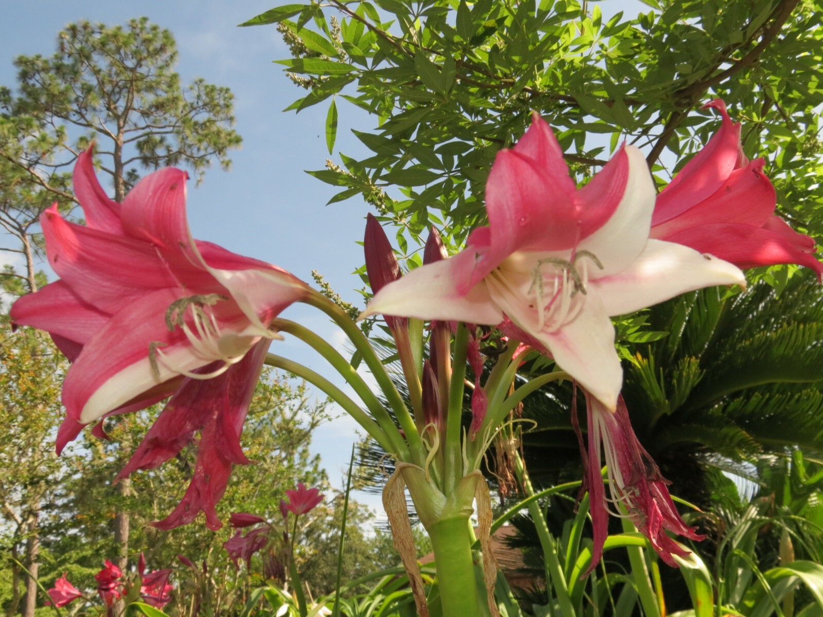 Crinum Lily, Lorraine Clark, variegated, small-size bulb, NEW