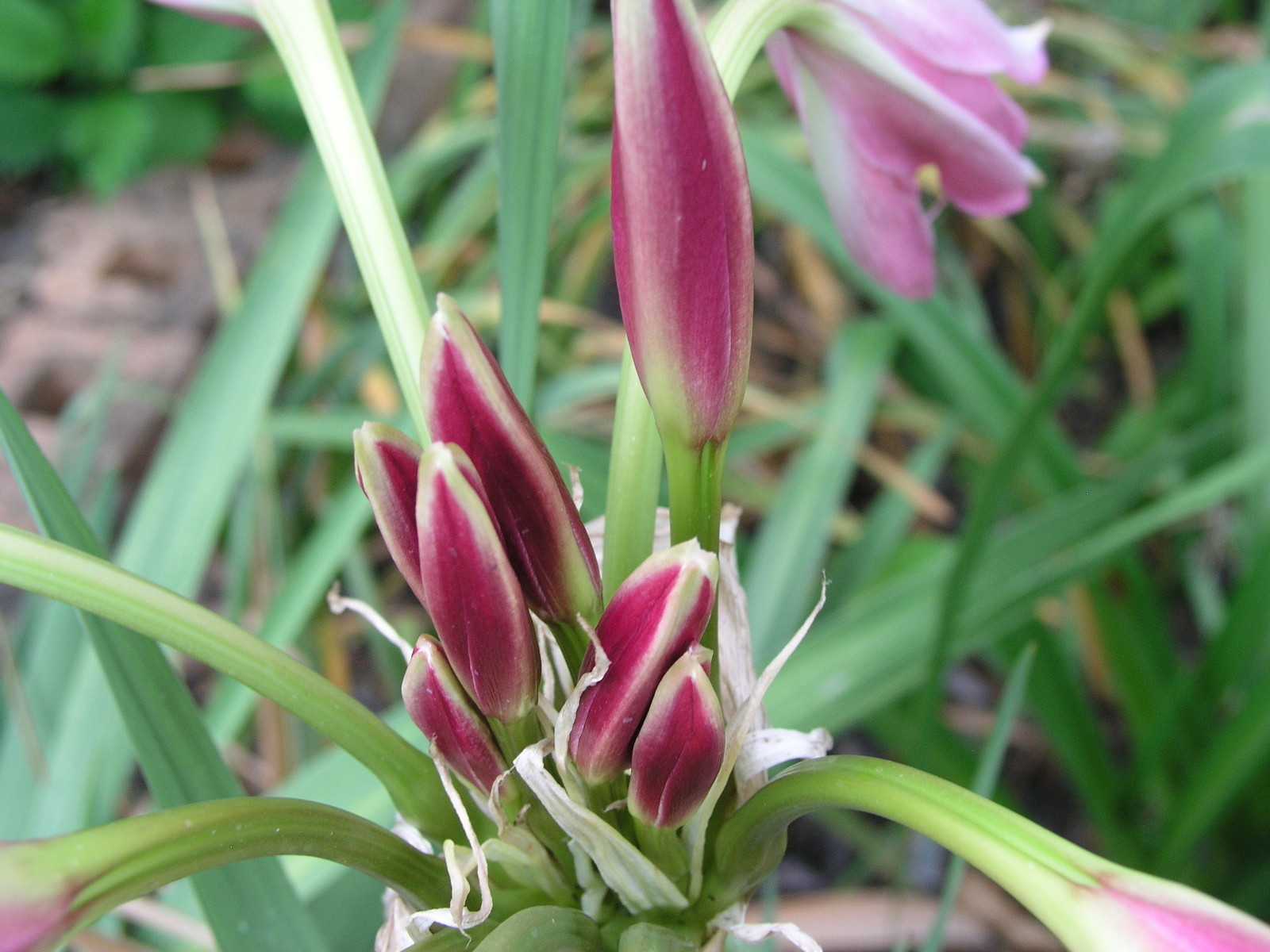 Crinum Lily, Pink Trumpet, large, blooming-size bulb, NEW