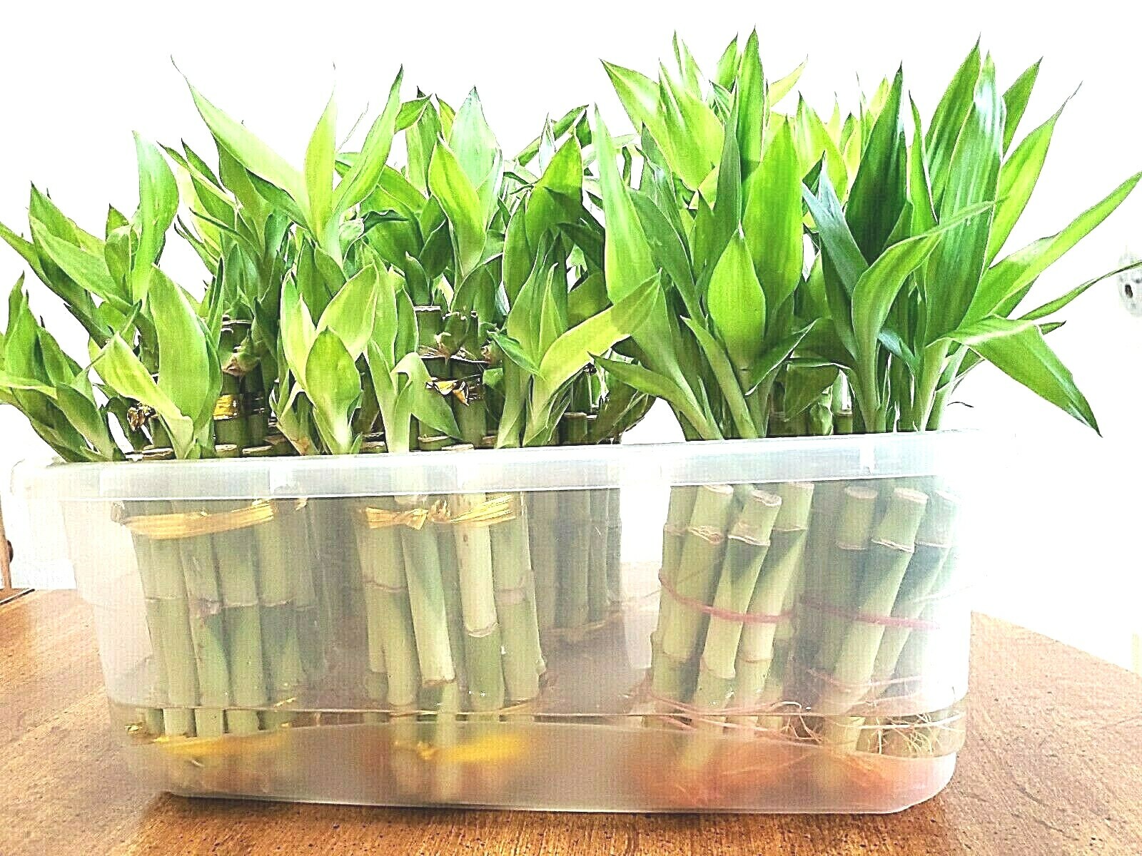 7 LUCKY BAMBOO Stalks 4″ 6″ Indoor Plants, Feng Shui, GIFT, Free Butterfly Stake