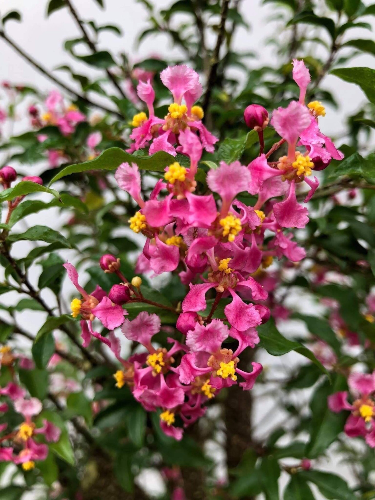 Old Barbados Cherry ( Malpighia Glabra-Hồng ngọc mai ) Bonsai Tree,,,sale