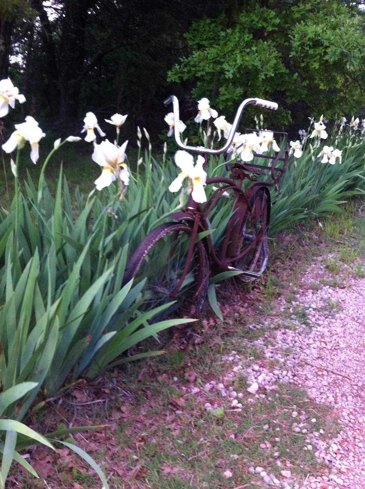 Order 5 organicaly grown white tall German bearded iris rhizome bulb