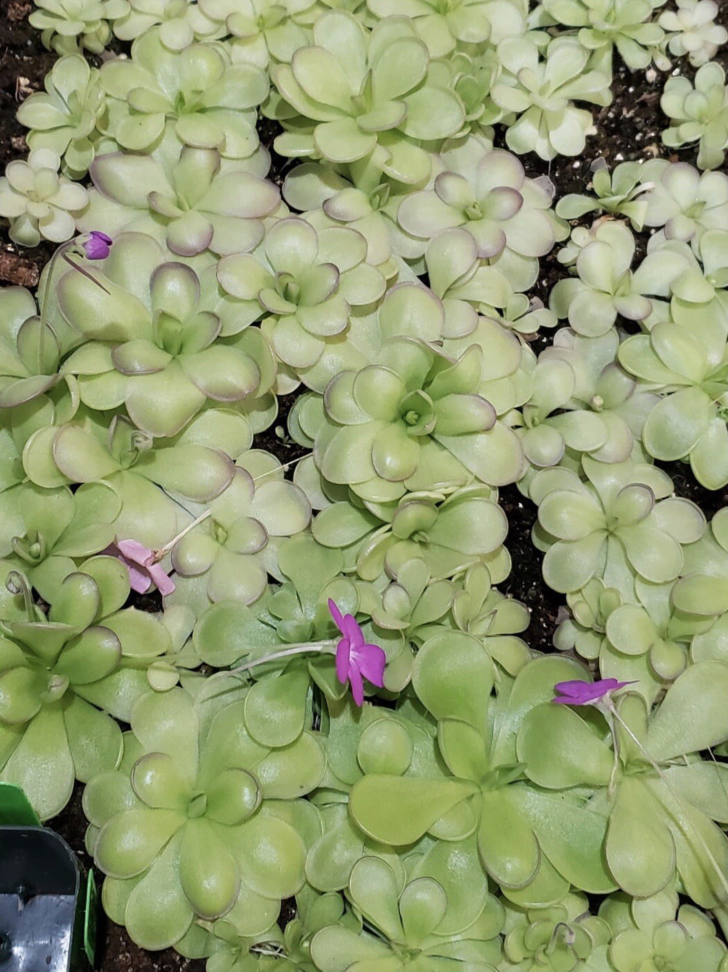 Pinguicula hemiepiphytica x cyclosecta – Carnivorous Plant – Butterworts