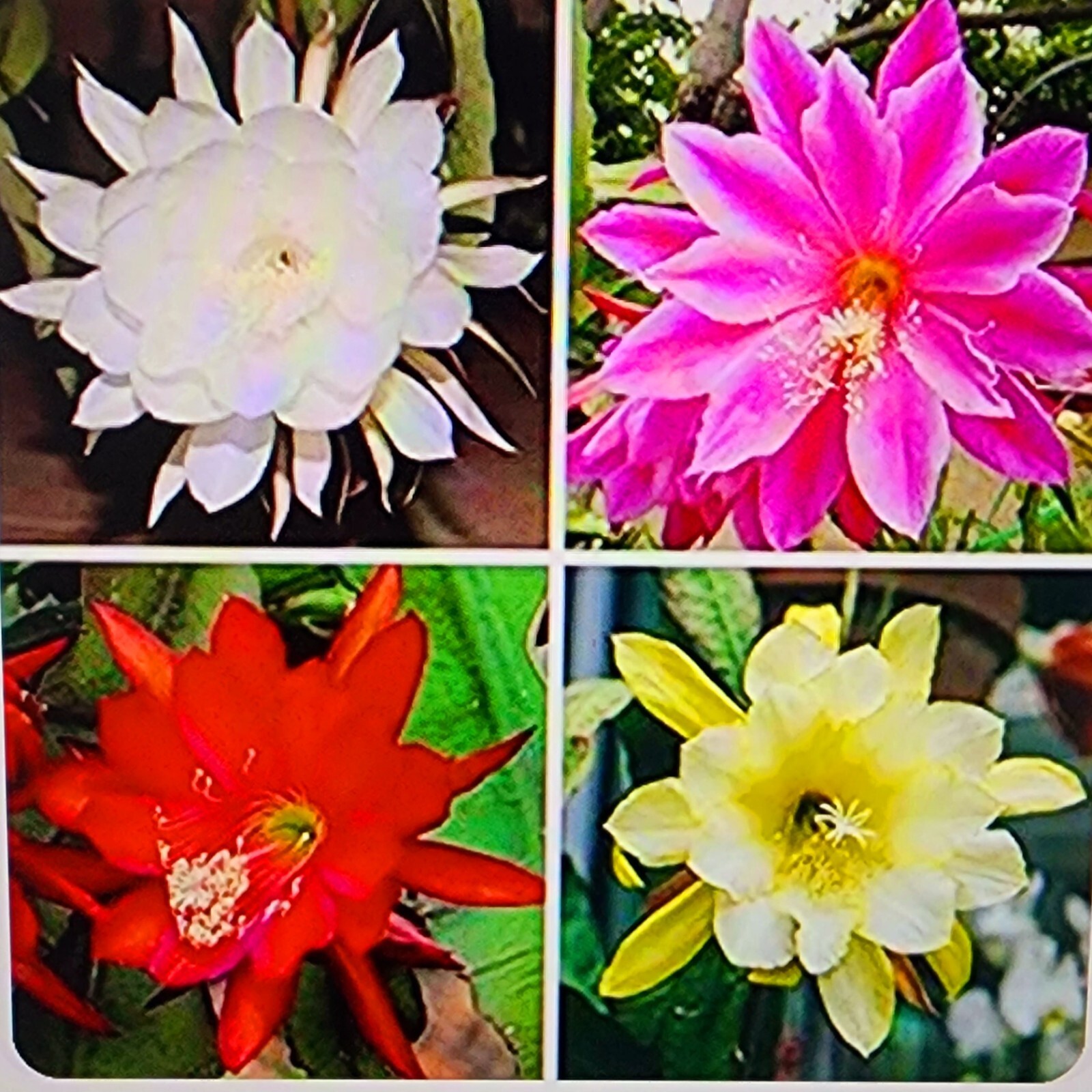 Epiphyllum Oxypetallum (Queen of the Night) Pink, red or yellow Color 6-15″
