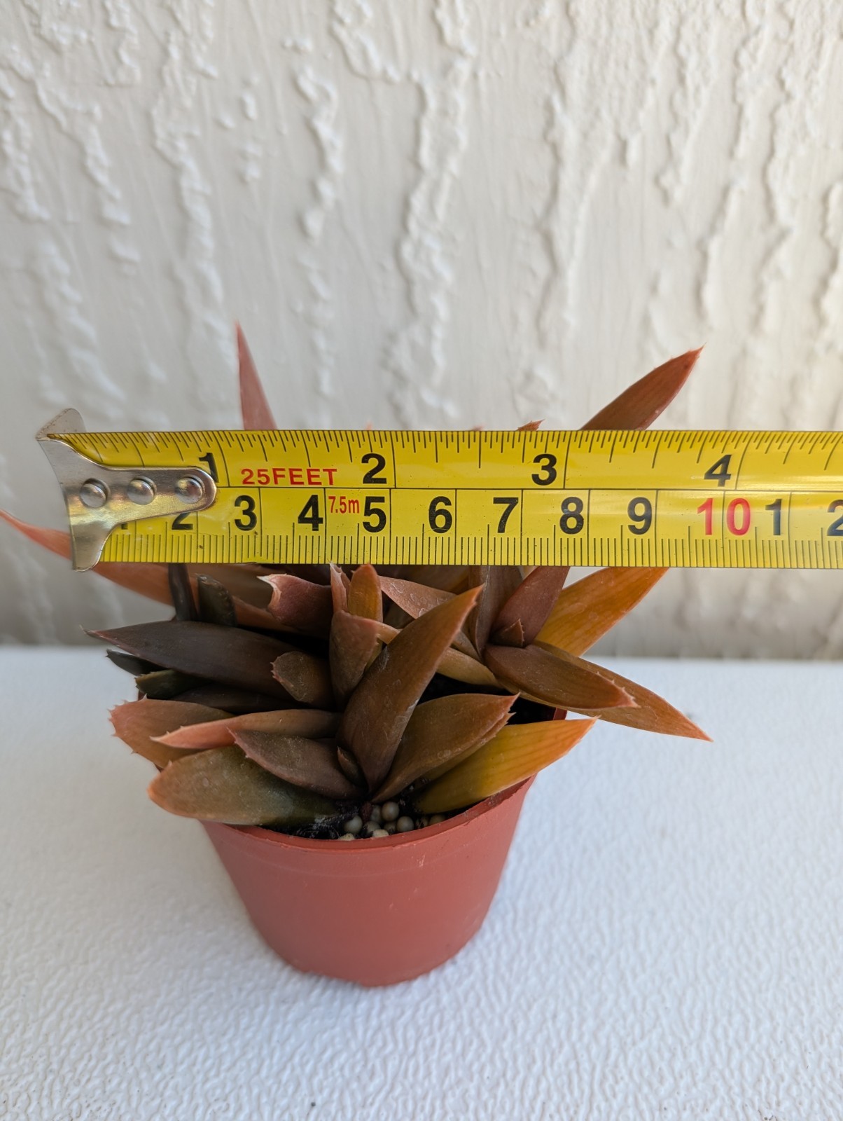 Alworthia ‘Black Gem’ Succulent Plant Rooted 3″ Pot