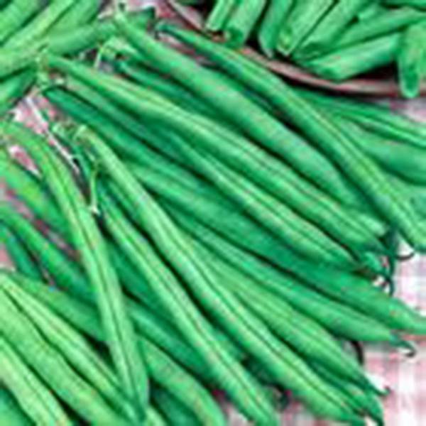 BEAN, TENDERGREEN BUSH, HEIRLOOM, 100+ SEEDS, GREAT TASTING AND HEALTHY