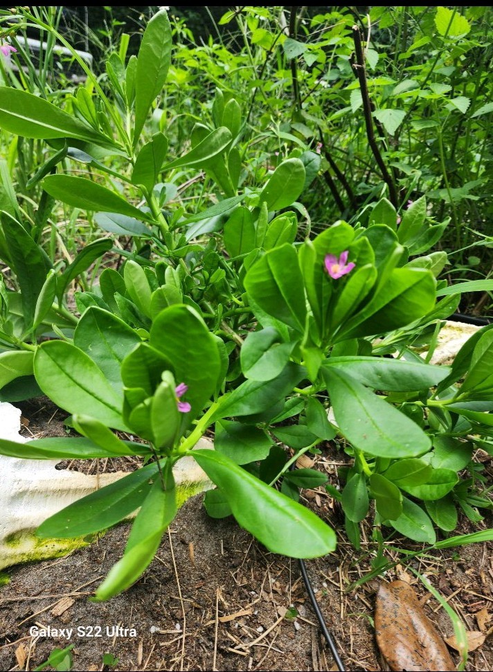 Surinam spinach 2 pack (Waterleaf) plants Organically Grown