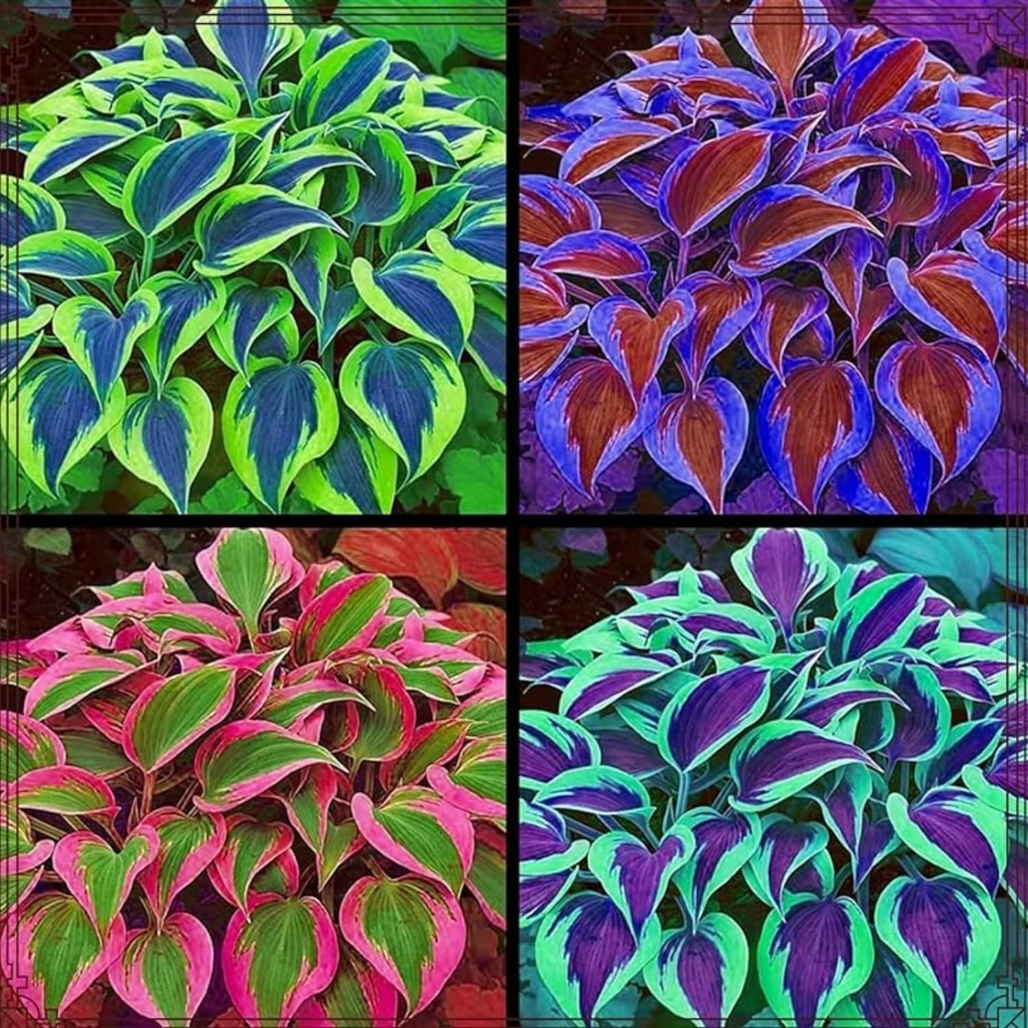 185 Heirloom Hosta Seeds – Versatile, -Round Color with Low Maintenance Care