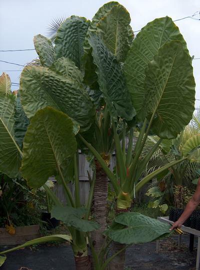 *BORNEO GIANT* Huge ELEPHANT EAR Taro Alocasia Macrorrhiza Rooted Starter Plants