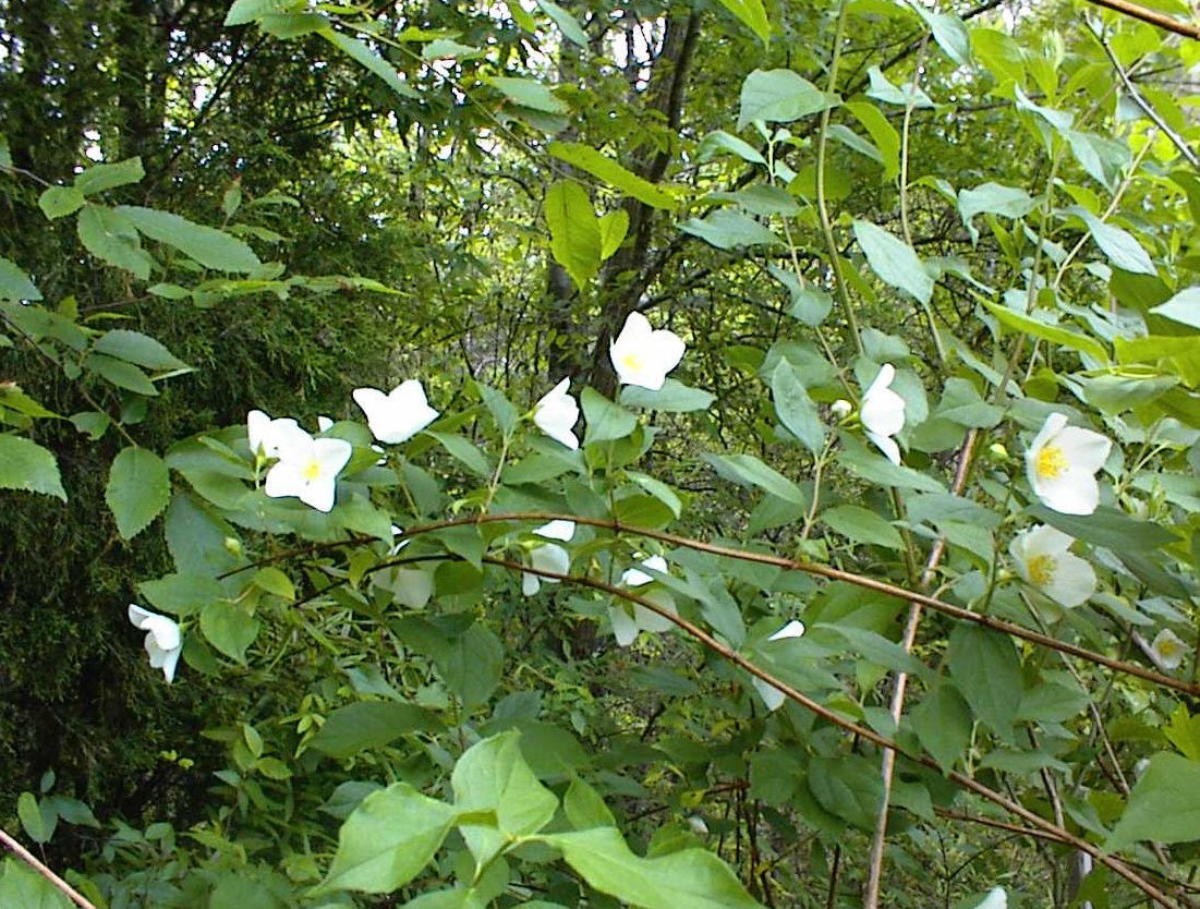 English Dogwood White Flowering Mock Orange Tree Bush 100 Seeds USA Seller