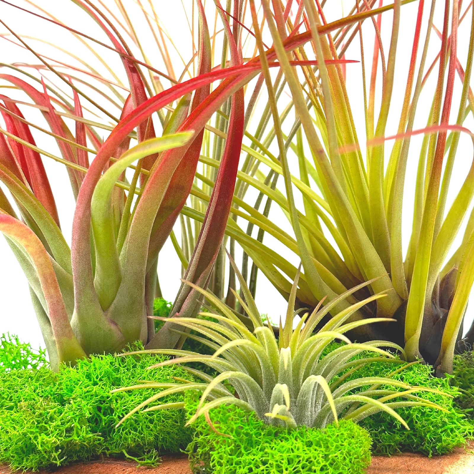 Tillandsia Garden, on Cedar Wood Base, Hand Crafted and Sculpted, Air Plant Gard