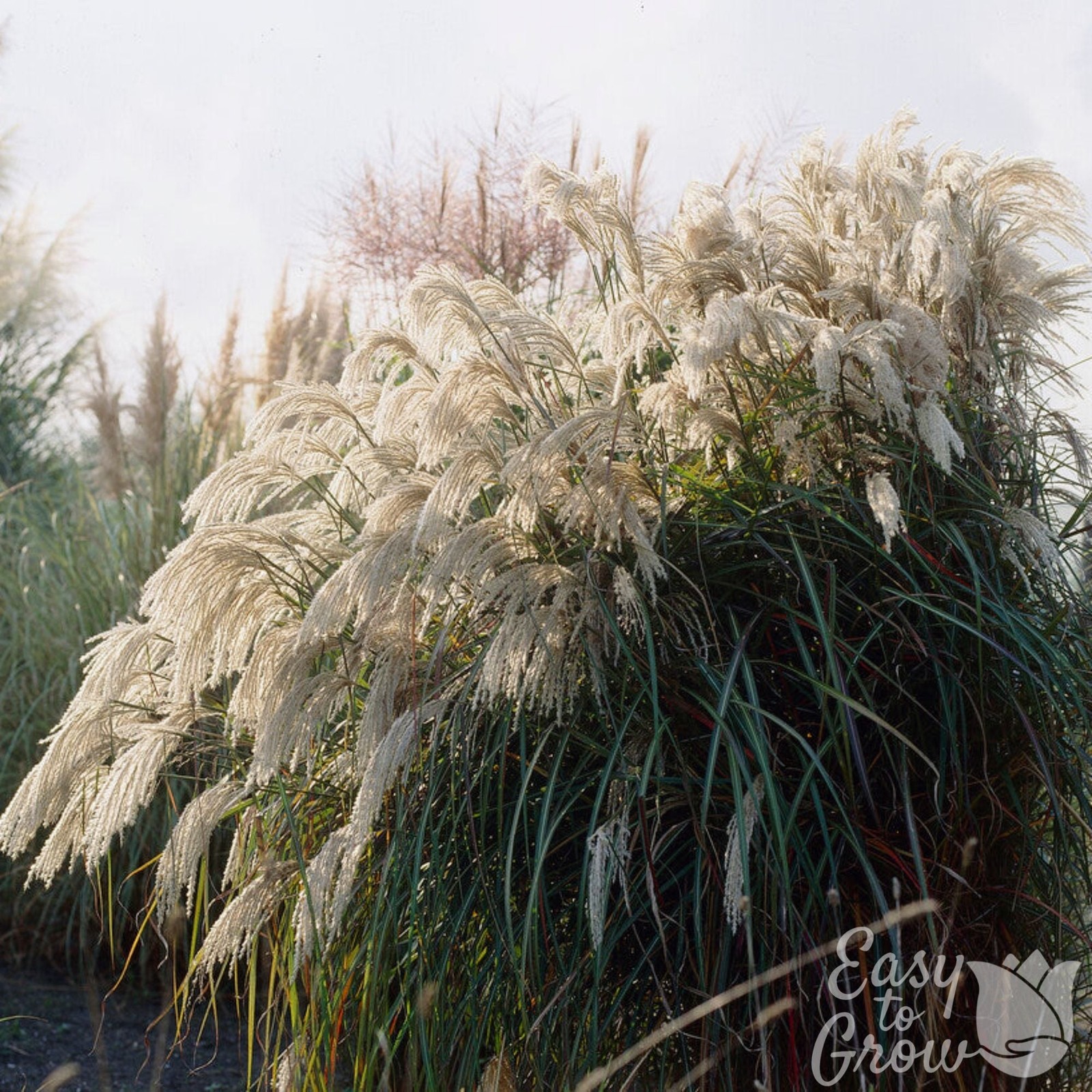 Miscanthus Purpurascens Grass 2 Potted Plants Rooted in Quart Pots, Easy to Grow