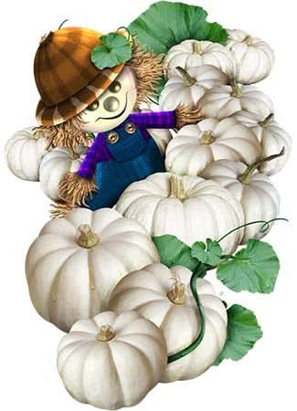 Baby Boo Pumpkin Seeds For Planting (Cucurbita pepo)