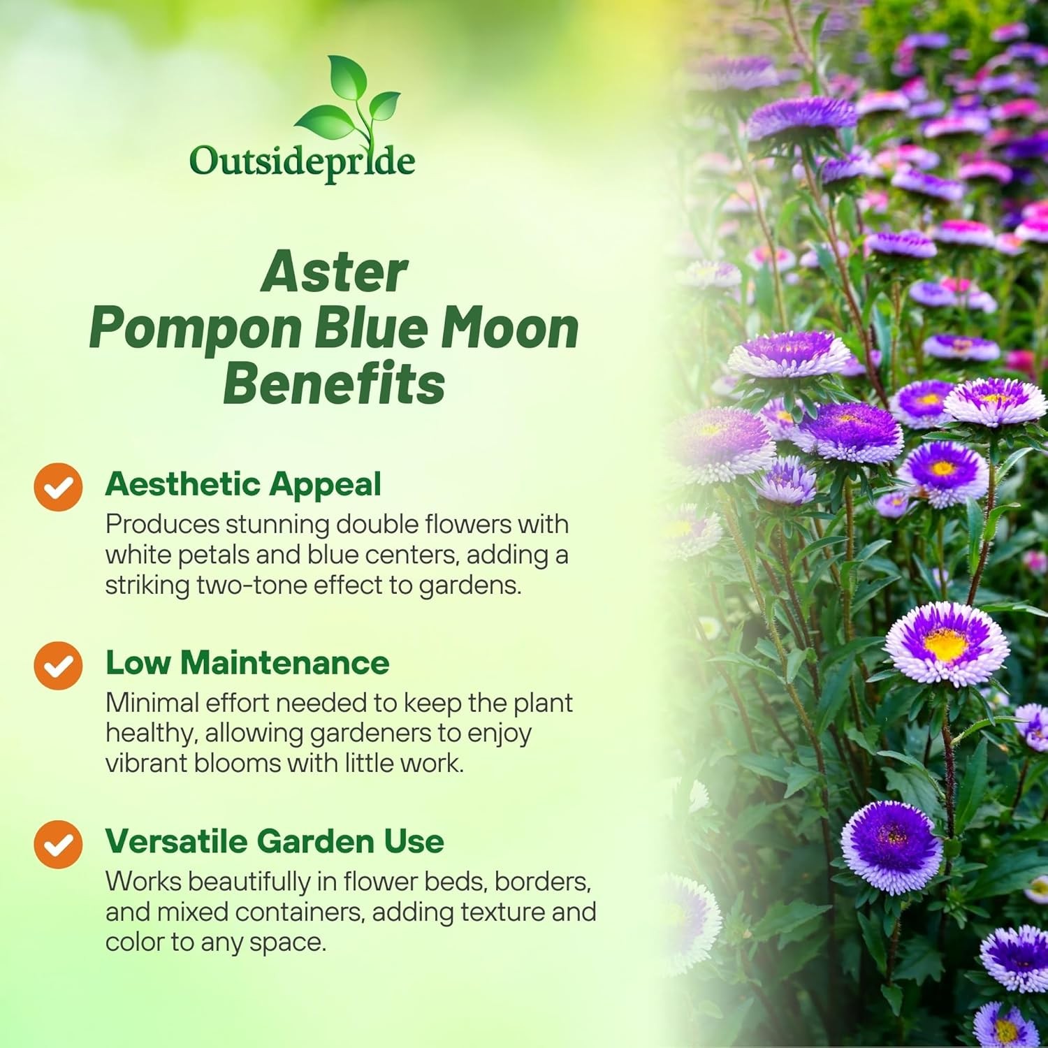 1000 Seeds Aster Seeds – Aster Callistephus Tall Pompon Blue Moon Flower Seed