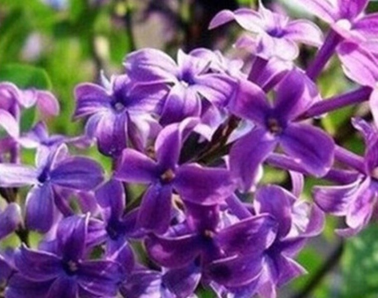 25pc LILAC SEEDS Garden Plant Flower rare bloom exotic USA seller FREE shipping