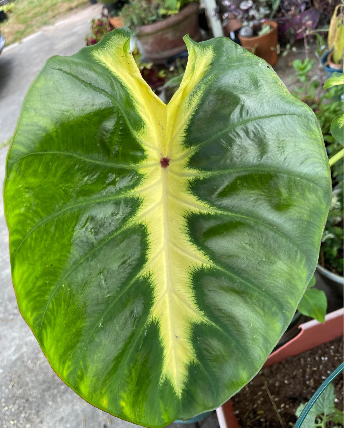 Maui Sunrise Colocasia – 1 Live Plant – 3in Pot – Ships Without Pot