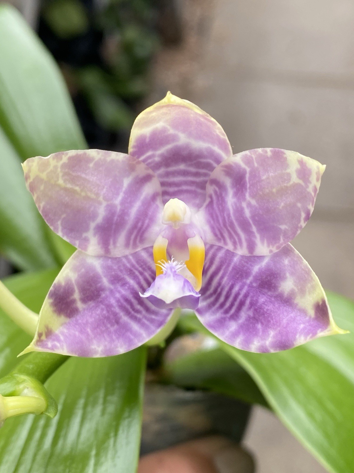 Original Phal Phalaenopsis LL Blue Owl x Lioulin Blue Parrot-FRAGRANT