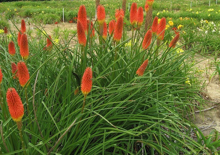 4 Kniphofia ‘Red Hot Poker’ Plants – Echo Rojo – Reblooming – Perennial
