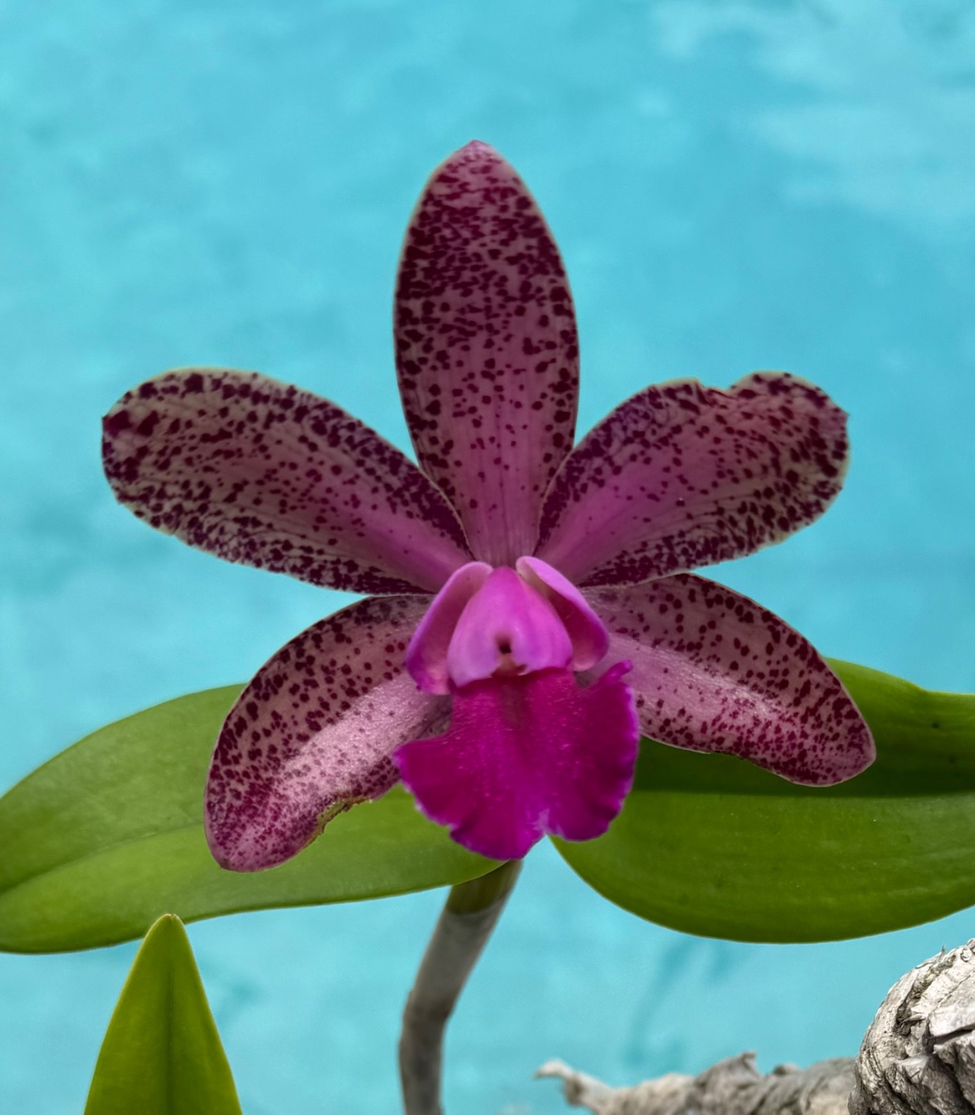 C. Durigan AM/AOS x C. Mark Jones Spotted Fragrant Cattleya BLOOMING NOW on cork