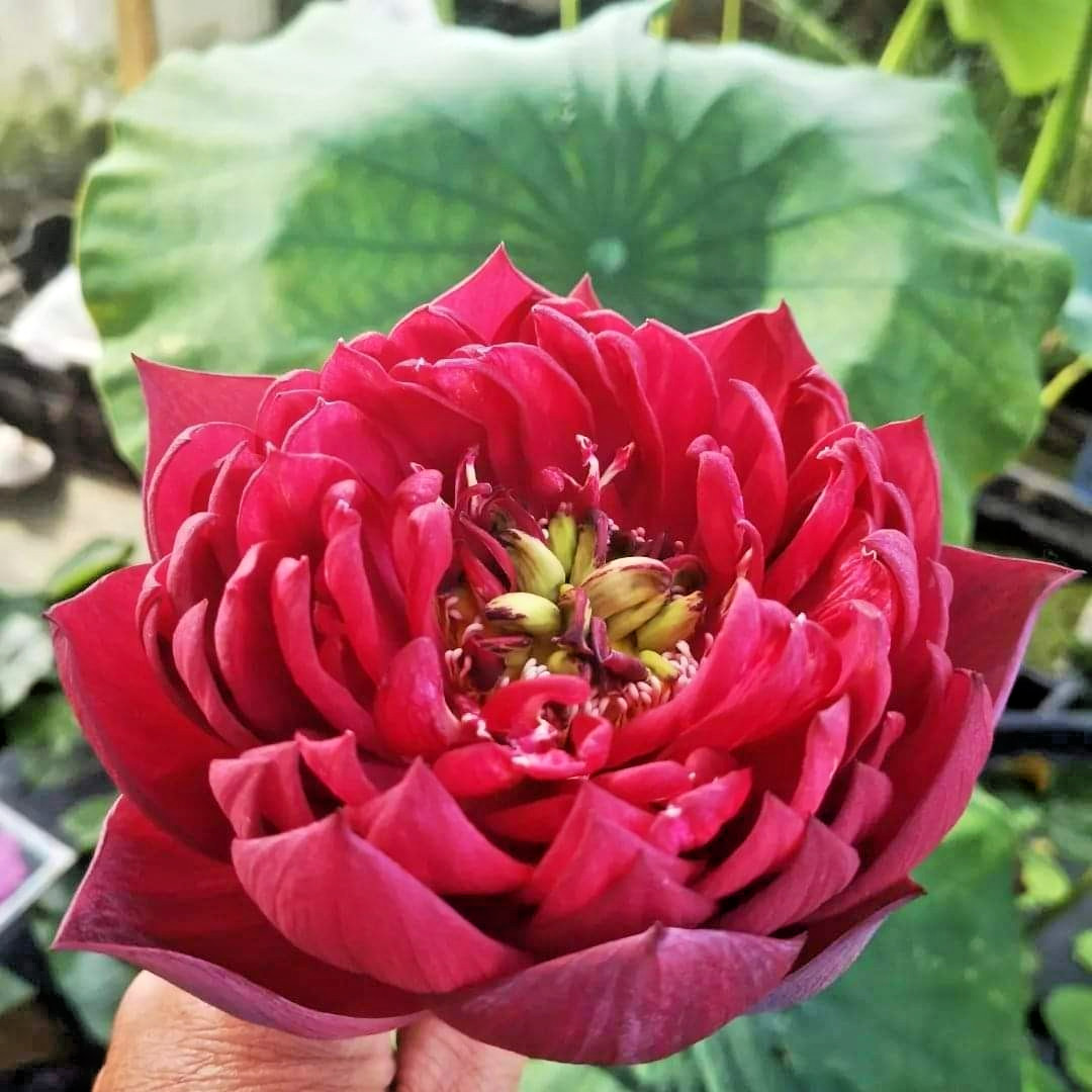 5 BLACK RED LOTUS SEEDS – Nelumbo Nucifera – ( Mo Hong Lotus )
