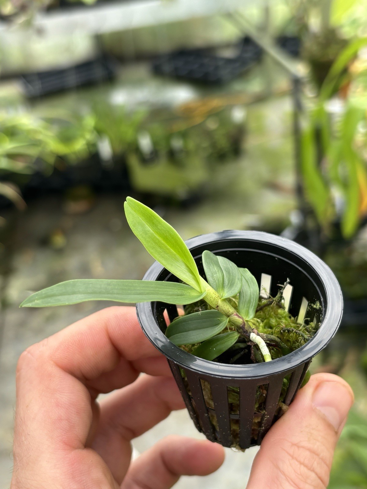 Angraecum aff. ramosum Miniature Orchid Species Reunion Fragrant