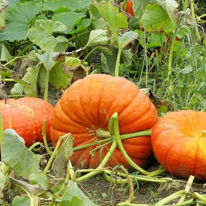 Pumpkin Cinderella 10 – 100 – 500 Seeds Rouge Vif D Estampes Pumpkin Pie