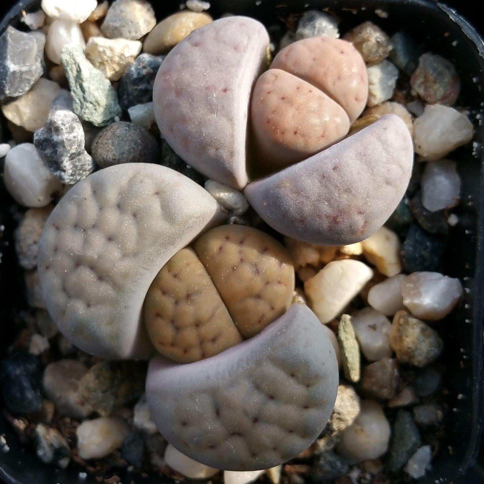 Lithops living stones cactus Cacti Succulent real live plant
