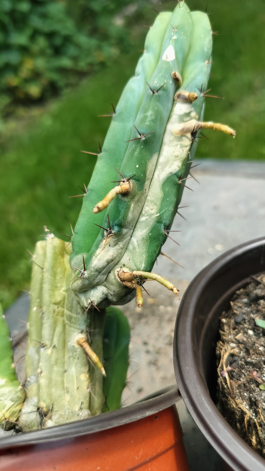 Sacred Cactus – Bridgesii Eileen X Wowie Lot Of Two ( Exact Cacti Pictured)