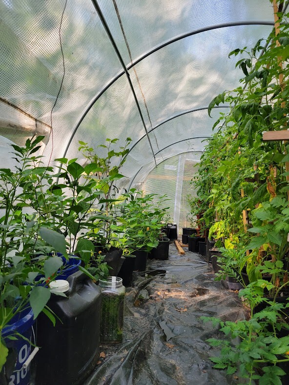 RED ROBIN Dwarf TOMATO Seeds Organically Grown Unique Creek Homestead Certified