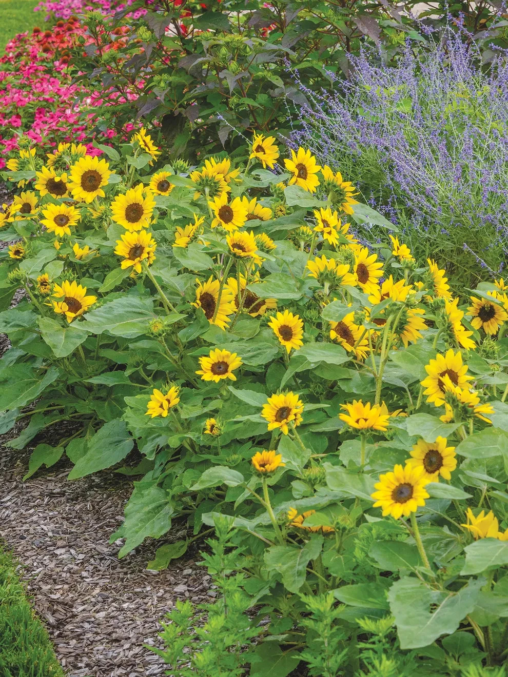 SEEDS – Sunray Sunflowers, Patio Containers or Beds, Borders