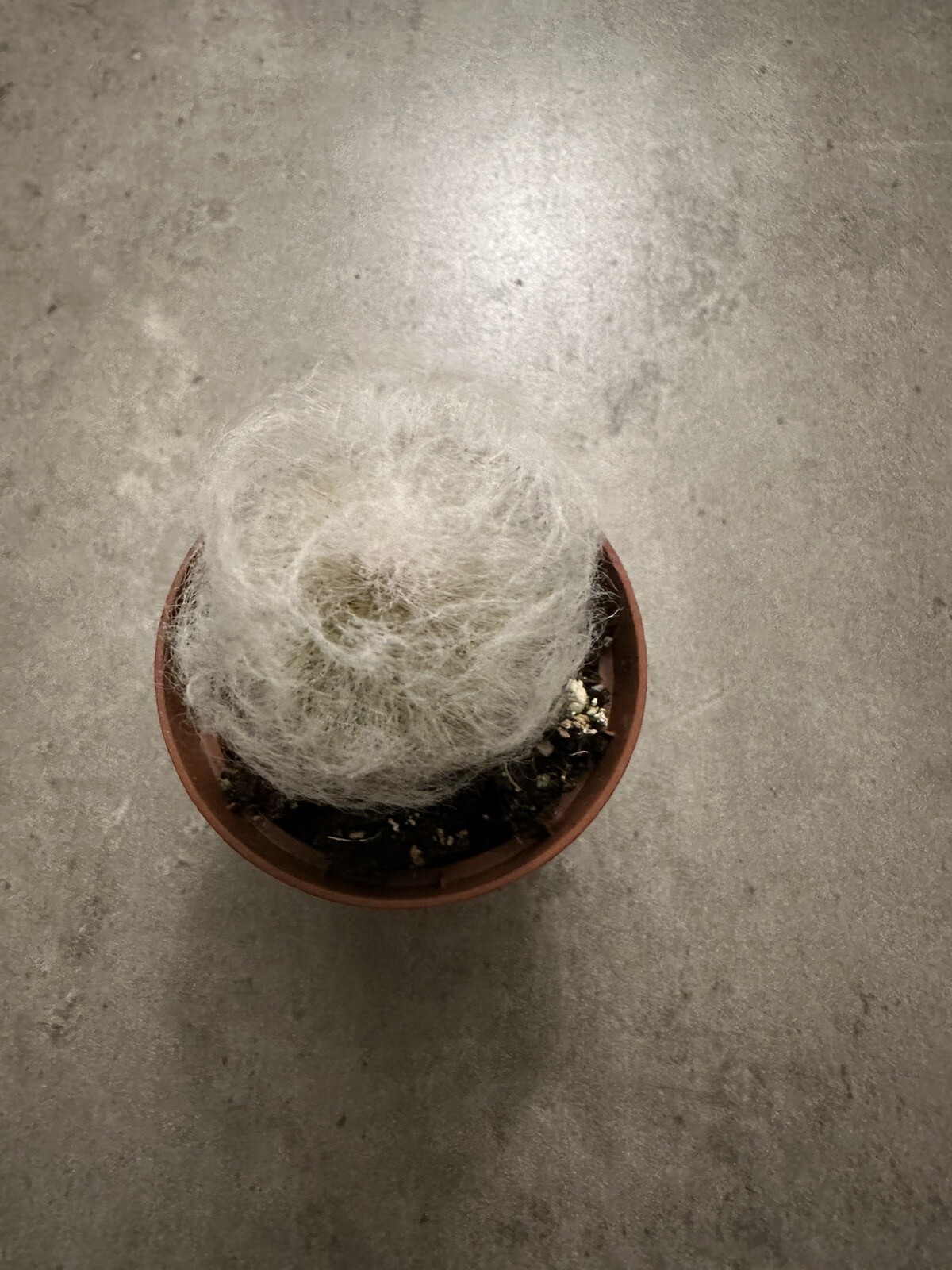 🌵🌵🌵Cactus Plant 2-3 Inches, Soft White Thorn Cactus 🇺🇸USA Seller