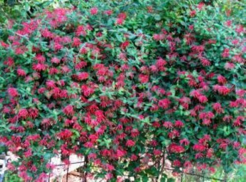 ~MAJOR WHEELER~HONEYSUCKLE VINE Lonicera Sempervirens ~POTTED 4-8″ STARTER PLANT