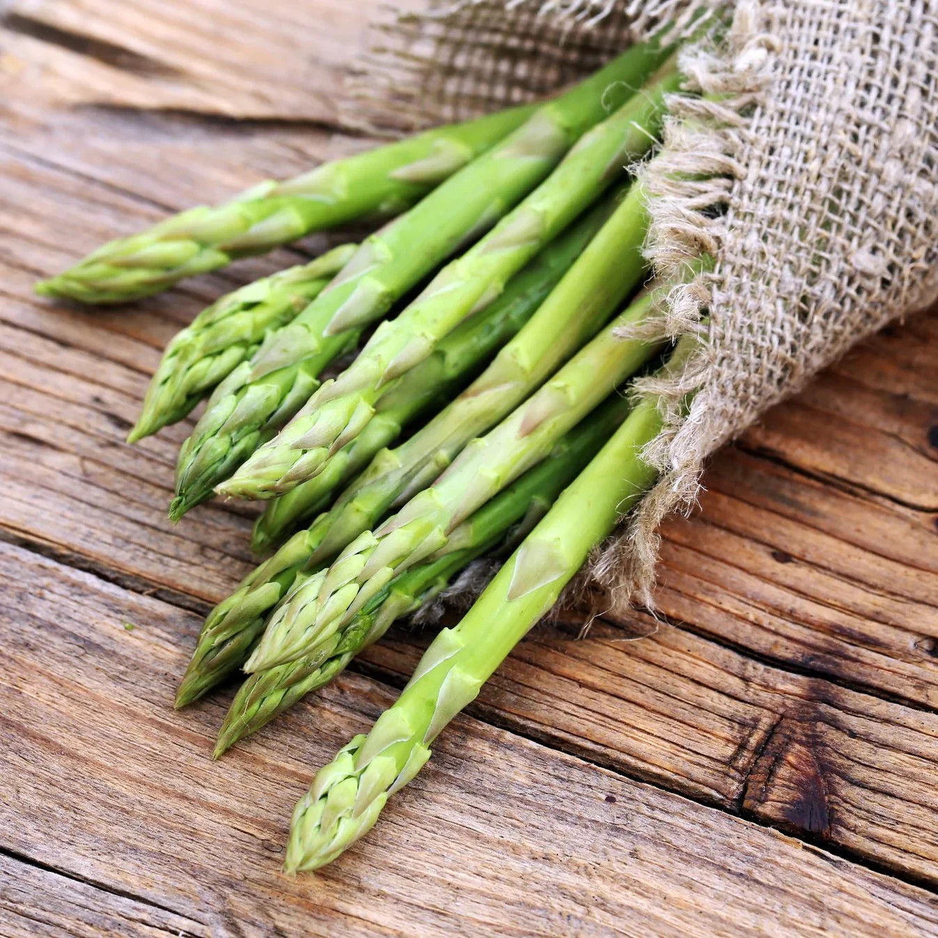 12 Asparagus Crowns “Millennium” 2 YrsOld(Pack of 12 Bare Root Plants) Zones 3-8
