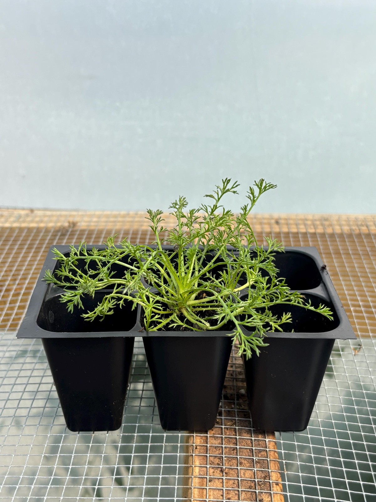 Chamomile Live Plant Seedlings: German or Roman, USA Grown