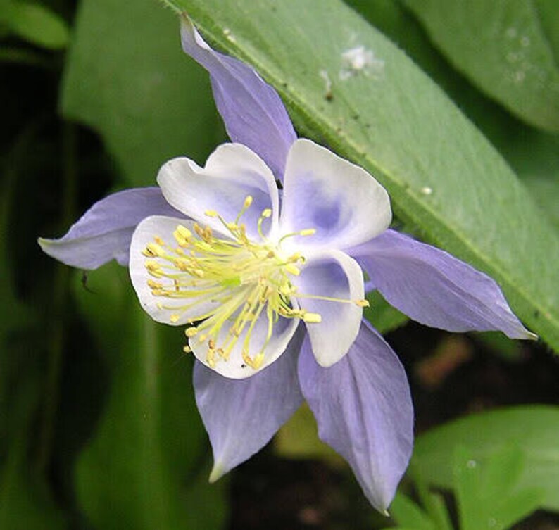 Blue Rocky Mountain Columbine Seeds 300+ Flower Aquilegia Caerulea USA FREE S&H