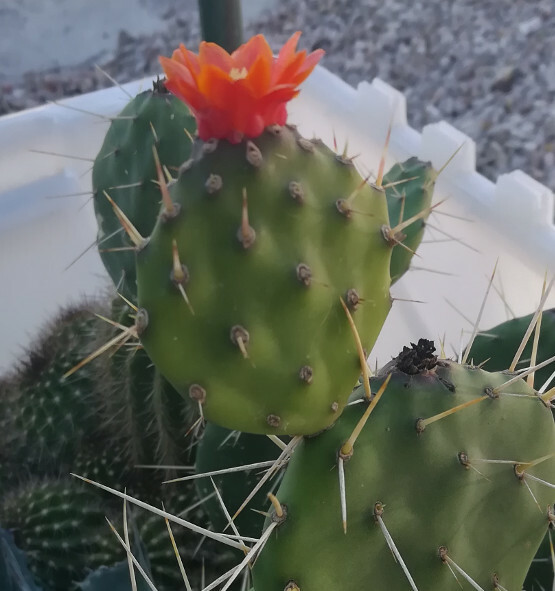 Opuntia paraguayensis Compact Dark Green Cactus Plant with Orange Flowers