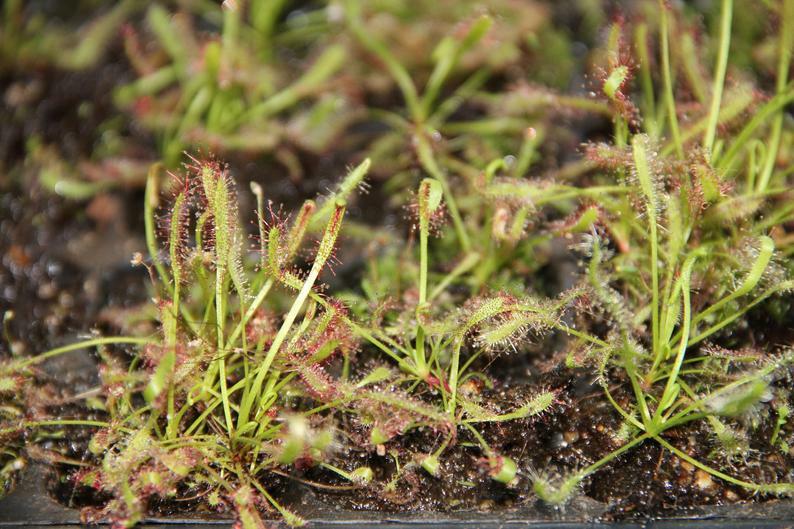 LIVE Carnivorous Cape Sundew (Drosera capensis Typical) Small Plant