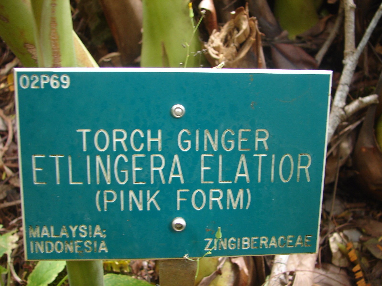 ~PINK TORCH~ Ginger Exotic Etlingera elatior Fresh 15 SEEDS USA seller