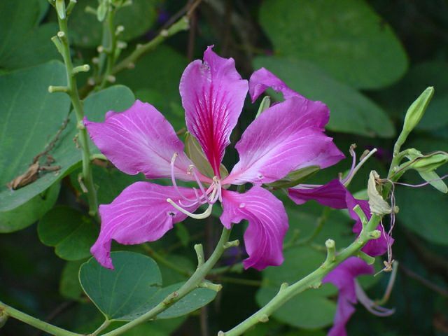 Purple Orchid Tree, Bauhinia Purpurea, Tree Seeds