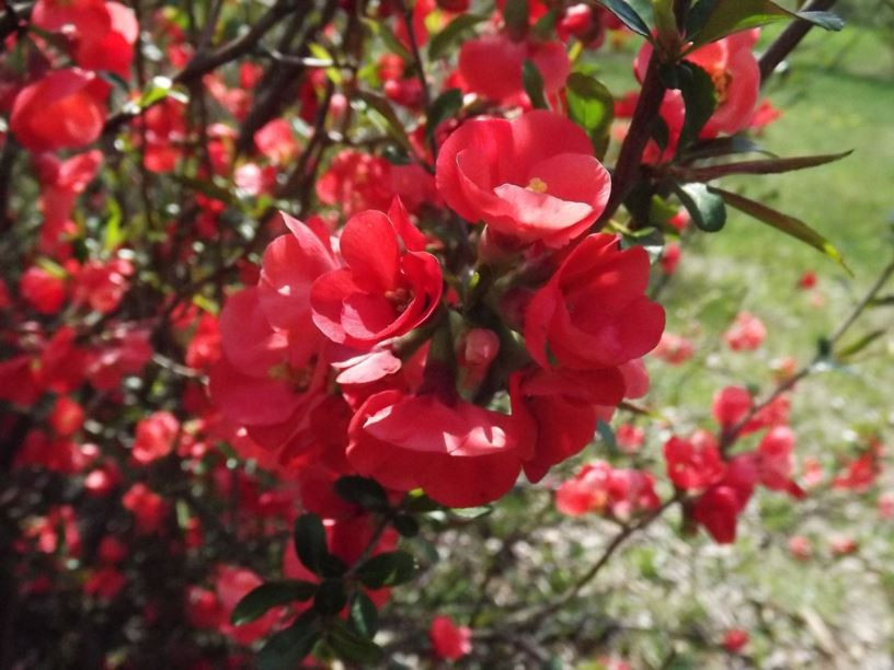 Red Flowering Quince Chaenomeles Speciosa Seedling 8+” Tall 5″ Pot Spitfire