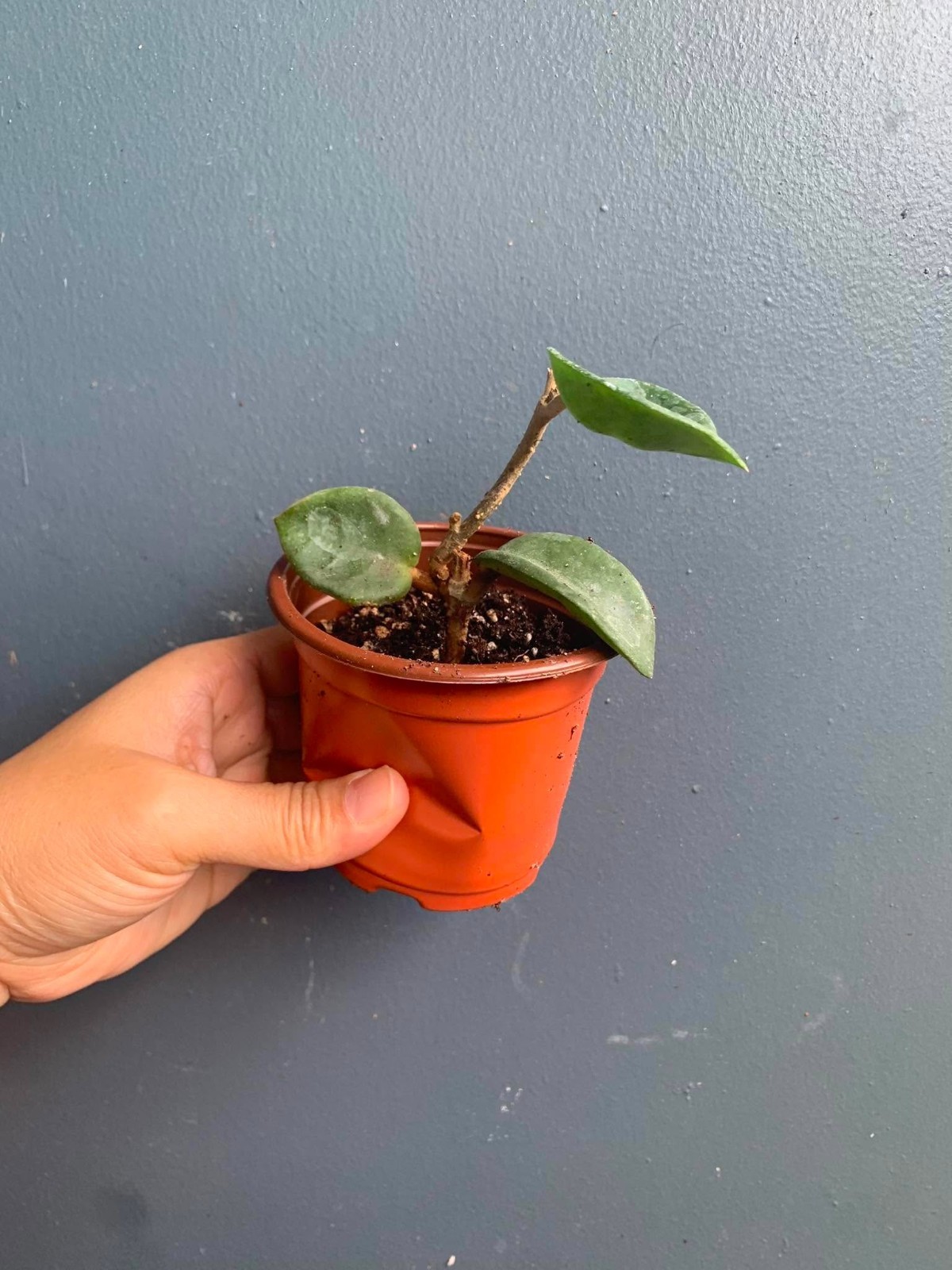 Live Hoya Chelsea 3″ Pot Rooted Rare Wax Plant Pink Carnosa Gift Vining Plant
