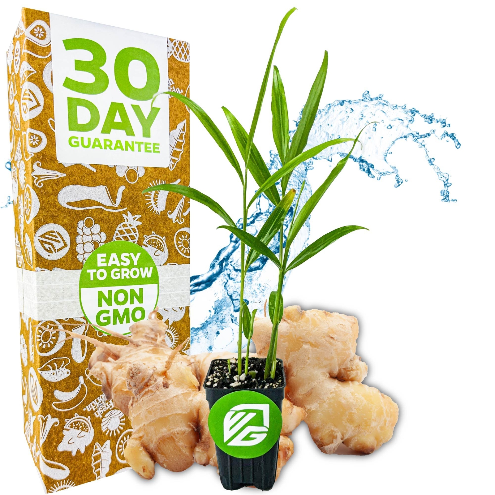 Ginger (Common Cooking Variety) – Zingiber officinale – Live Plant