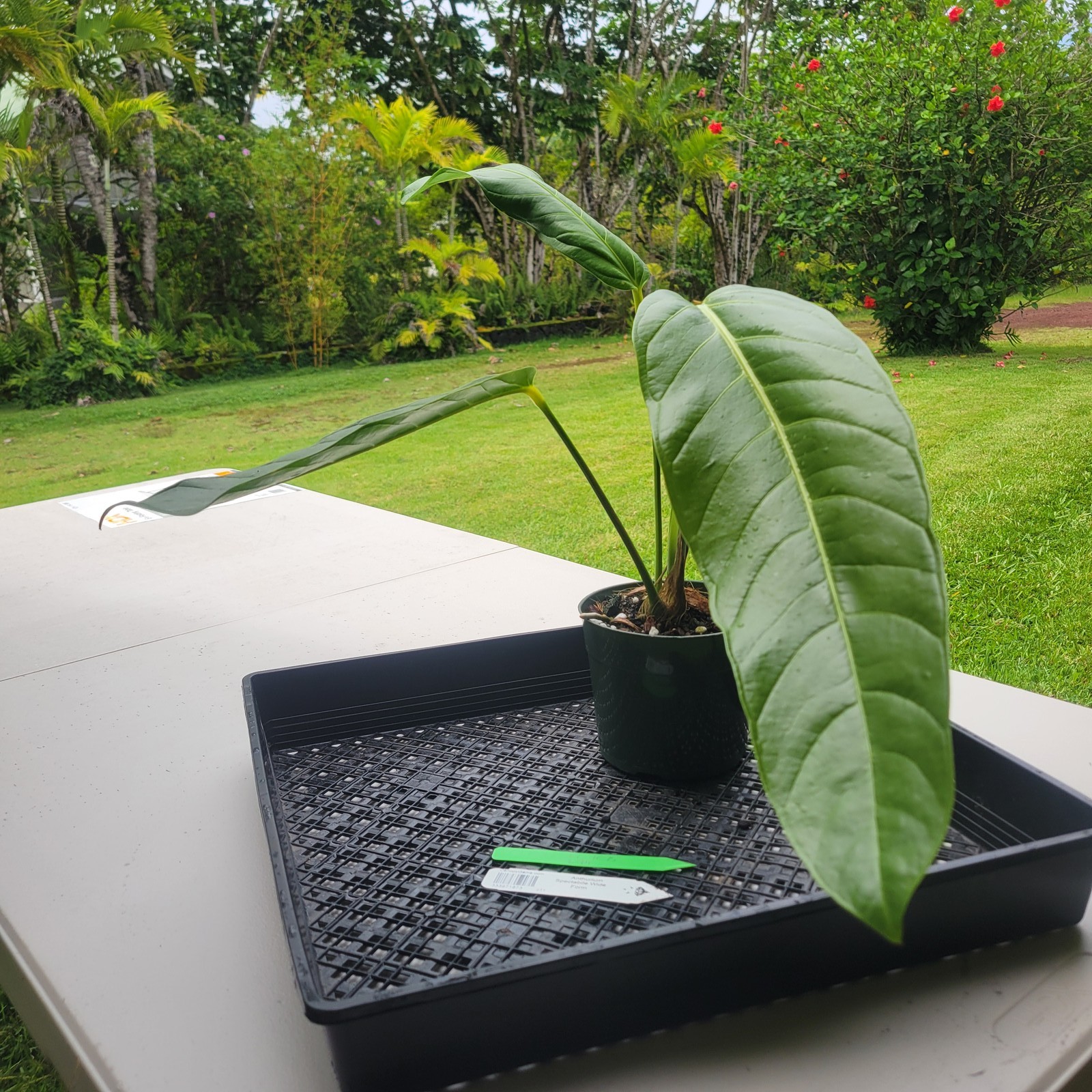 Anthurium Spectabile Wide Form, Exact Plant Ships Nationwide