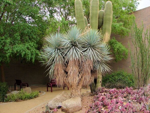 10 BLUE YUCCA TREE SEEDS (Yucca rigida) Exotic “RARE” Agave Cold Hardy~Zone 5
