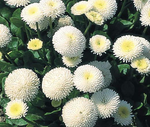 ENGLISH DAISY WHITE Bellis Perennis Super Enorma – 100 Seeds