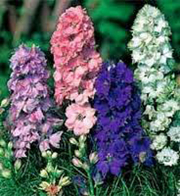 LARKSPUR, GIANT IMPERIAL 100+ SEEDS NEWLY HARVESTED, A GREAT CUT FLOWER
