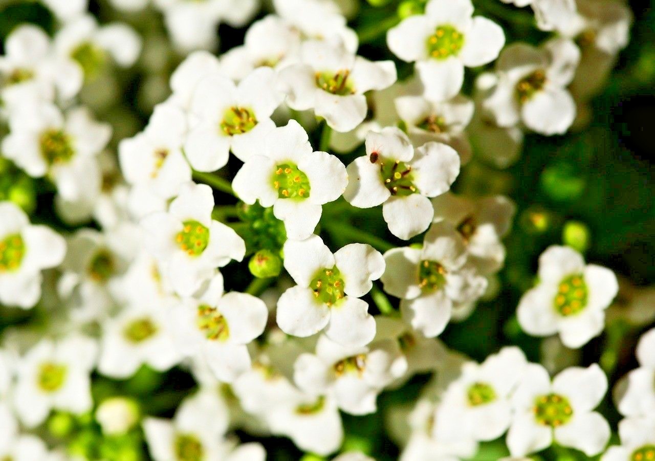 1501+TALL SWEET ALYSSUM Flower Seeds Drought Heat Groundcover Container Easy